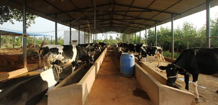 DAIRY-FARMING